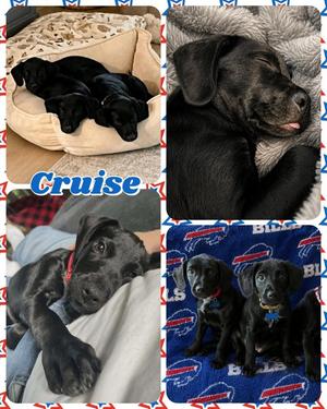 Cruise, Mixed Breed, available for adoption