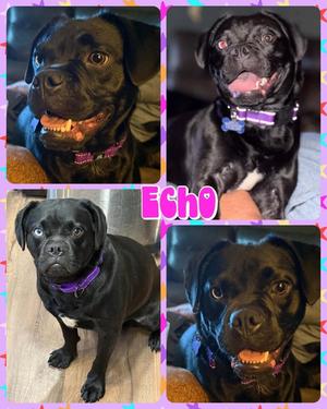 Echo, Mixed Breed, available for adoption