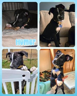 Homer, Mixed Breed, available for adoption