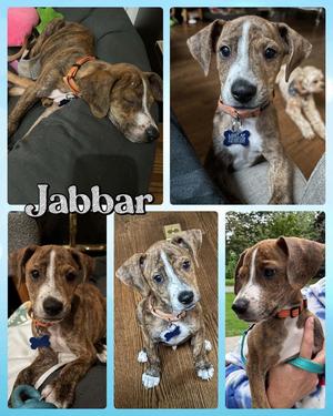 Jabbar, Mixed Breed, available for adoption