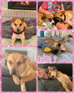Daisy 2, Mixed Breed, available for adoption