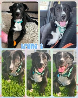 Bruno 2, Mixed Breed, available for adoption