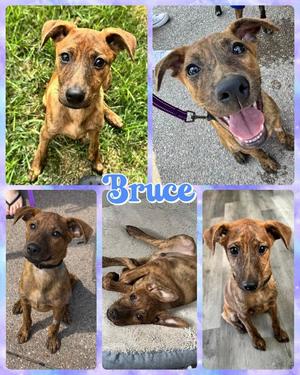 Bruce, Mixed Breed, available for adoption