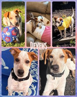 Devens, Mixed Breed, available for adoption