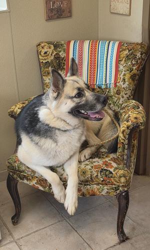 Butch, German Shepherd Dog, adult, available for adoption