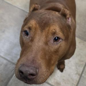A brown dog looking up at the camera with a curious expression.