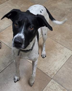 A black and white dog standing on a tiled floor.