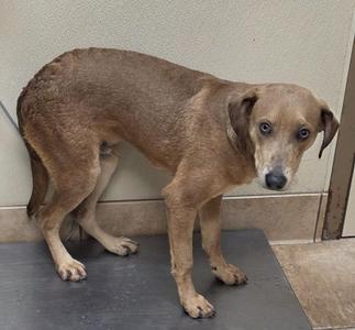 A brown dog standing on a black mat, looking directly at the camera with a slightly sad expression.