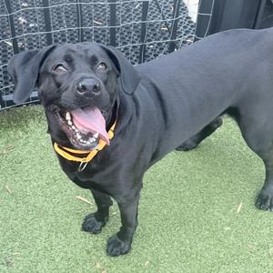 A black dog with a yellow collar standing on artificial grass, looking up with its mouth open and tongue out.