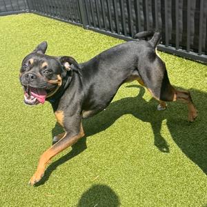 Hobey, Boxer, adult, available for adoption