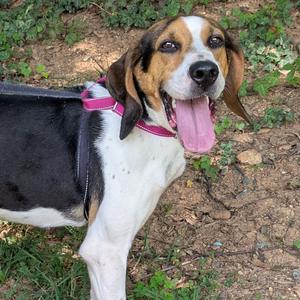 Lady Bird, Coonhound, Treeing Walker, adult, available for adoption