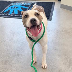 A happy dog with a white and brown coat, wearing a green leash, standing on a tiled floor with a blue mat in the background.