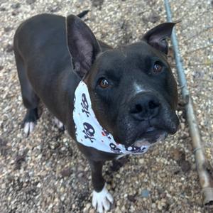 A black dog wearing a bandana with skull and crossbones pattern, standing on a gravel surface.