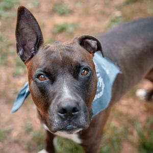 Prince, Terrier, Pit Bull, adult, available for adoption