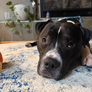 Bentley, Terrier, Pit Bull, adult, available for adoption