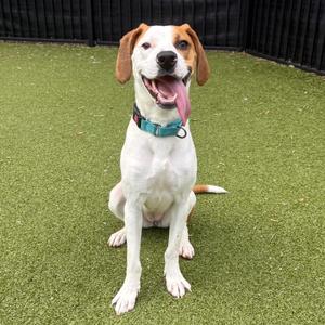 Arrietty, Hound, adult, available for adoption