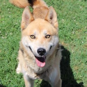 Spartacus, Husky, adult, available for adoption