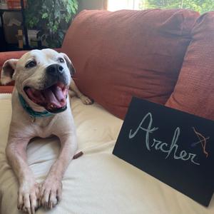 Archer, Boxer, senior, available for adoption