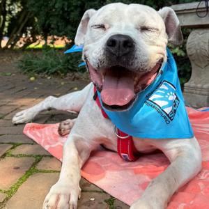 Archer, Boxer, senior, available for adoption