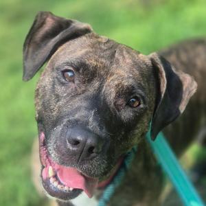 Zoella, Terrier, Pit Bull, adult, available for adoption