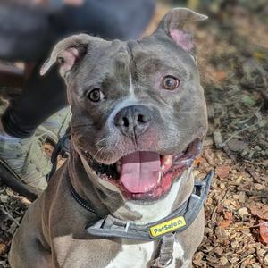 A gray pitbull dog with a white chest and a black collar, sitting on a bed of leaves and smiling with its tongue out.