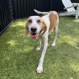 Bambi, Hound, adult, available for adoption