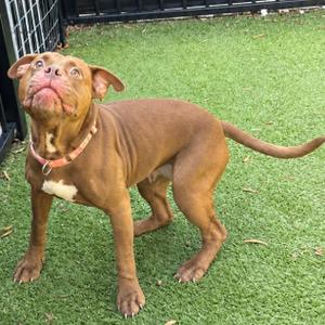 A brown dog standing on green grass, looking up with its mouth open.