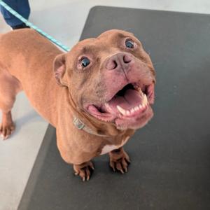 Lady Bug, Terrier, Pit Bull, adult, available for adoption