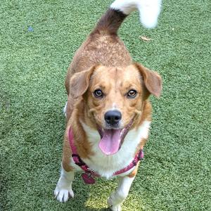 a brown and white dog wearing a pink harness, standing on green grass and looking up with its tongue out
