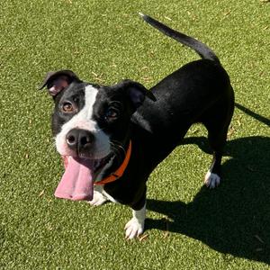Julian, Terrier, Pit Bull, adult, available for adoption