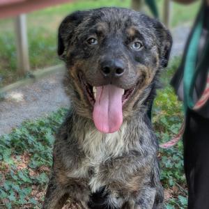 Rebel, Shepherd, Australian, adult, available for adoption