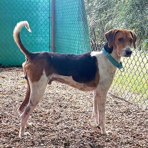 Raleigh, Coonhound, Treeing Walker, adult, available for adoption