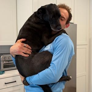 Koda, Retriever, Labrador, adult, available for adoption