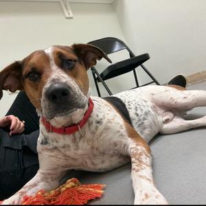 Niblet, Cattle Dog, Australian (Red Heeler), adult, available for adoption