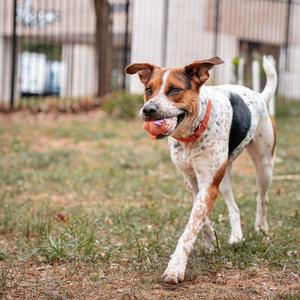 Niblet, Cattle Dog, Australian (Red Heeler), adult, available for adoption