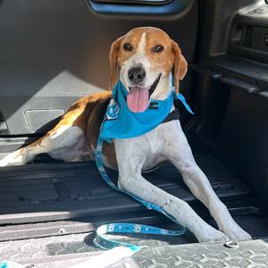 Memphis, Foxhound, American, adult, available for adoption