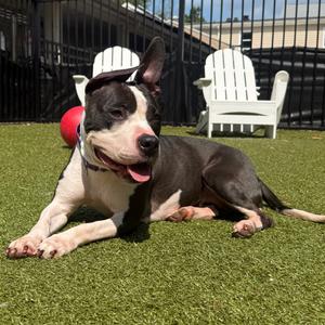 Bubbles, Terrier, Boston, adult, available for adoption