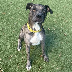 A brindle and white dog with a yellow collar sitting on green artificial grass.