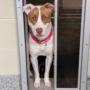 Callo, Terrier, Pit Bull, adult, available for adoption