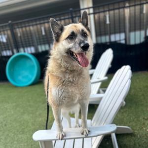 Foxy, Shepherd, adult, available for adoption