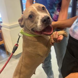 Louise, Terrier, Pit Bull, adult, available for adoption