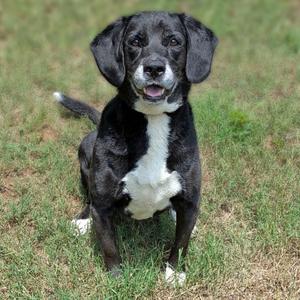 A black and white dog with floppy ears sitting on grass