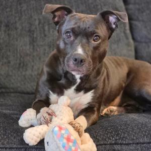 Melina, Terrier, Pit Bull, adult, available for adoption