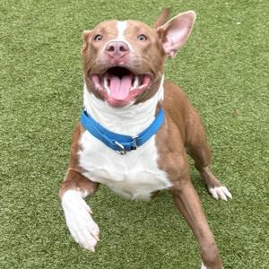 Cinnamon, Terrier, Pit Bull, adult, available for adoption