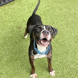 Alfie, Terrier, Pit Bull, adult, available for adoption