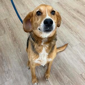 Ruby Mae, Beagle, senior, available for adoption