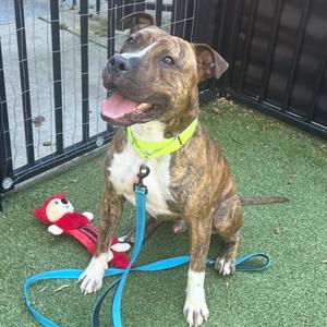 Mula, Terrier, Pit Bull, adult, available for adoption