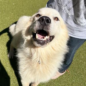 Miller, Pyrenees, Great, adult, available for adoption