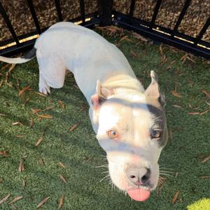 Monster Mash, Terrier, Pit Bull, adult, available for adoption