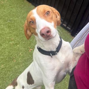 Hot Dog, Hound, adult, available for adoption